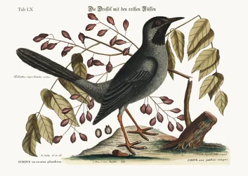 O tordo de patas vermelhas, 1749-73